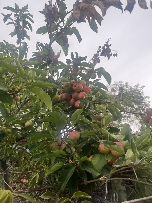 蘋果樹